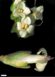 Veronica epacridea. Bisexual flowers. Scale = 1 mm.
 Image: W.M. Malcolm © Te Papa CC-BY-NC 3.0 NZ